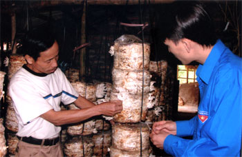 Mô hình trồng nấm ăn, nấm dược liệu đang cho hiệu quả kinh tế cao ở giới phiên.
