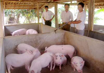 Một mô hình nuôi lợn nái ở xã Đại Minh, huyện Yên Bình. (Ảnh: Thanh Chi)