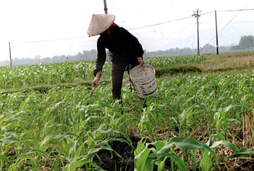 Nông dân xã Phù Nham (Văn Chấn) chăm sóc ngô xuân.
(Ảnh: Ngọc Tú)
