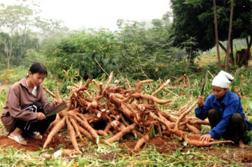 Nông dân xã Mậu Đông (Văn Yên) thu hoạch sắn cao sản. (Ảnh: Minh Hằng)