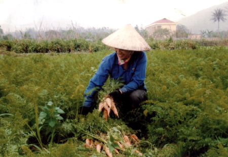 Nông dân xã Nghĩa An (thị xã Nghĩa Lộ) thu hoạch rau màu.
(Ảnh: Nguyễn Đức Phương)
