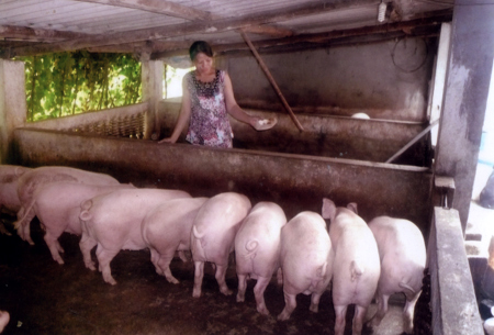 Trang trại chăn nuôi lợn thịt của gia đình anh Nguyễn Anh Sâm tổ 29, phường Đồng tâm (thành phố Yên Bái).
