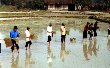 Tuổi trẻ huyện Trấn Yên xung kích tình nguyện tham gia cấy lúa cho nhân dân. (Ảnh: Nguyễn Phương)