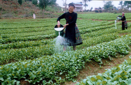 Ưu tiên vốn tín dụng phục vụ sản xuất nông nghiệp.
Ảnh: Đồng bào Mông Suối Giàng (Văn Chấn) chăm sóc rau vụ đông xuân. (Ảnh: Tuấn Nghĩa)

