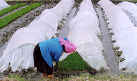 Nông dân xã Nghĩa Lợi, thị xã Nghĩa Lộ kiểm tra mạ đông xuân trước khi cấy.
