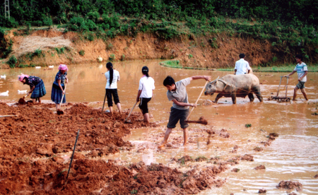 Các hội viên nông dân xã La Pán Tẩn (Mù Cang Chải) giúp nhau làm đất chuyển đổi từ một vụ lên hai vụ.
