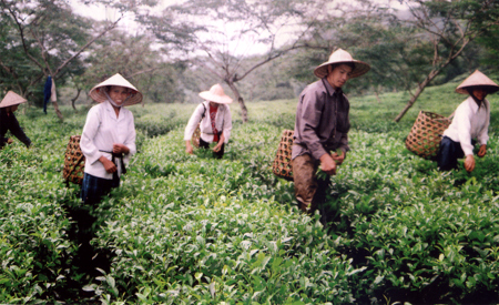 Nương chè đạt 10 tấn/ha của gia đình anh Hà Đình Nhung ở thôn đát lụa (xã Bảo Ái, huyện Yên Bình) đem lại thu nhập cao cho gia đình.
