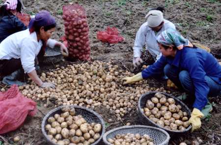 Nông dân Văn Chấn tuyển lựa khoai tây thương phẩm.
(Ảnh: Hoàng Nhâm)