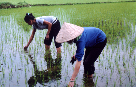 Nông dân Mường Lò làm cỏ cho lúa chiêm xuân.
(Ảnh: Hoàng Nhâm)