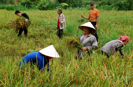 Vụ mùa năng suất đạt 52 tạ/ha. Ảnh MQ