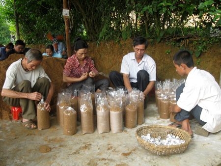 Nông dân xã Minh Bảo, thành phố Yên Bái đóng bịch nấm.
