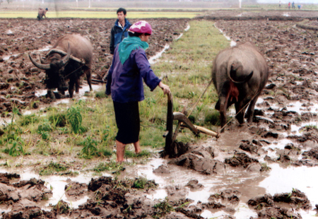Sau khi thu hoạch ngô đồng, bà con nông dân nhanh chóng làm đất để cấy kịp khung thời vụ. 
