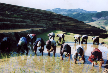 Vùng cao Văn Chấn vào vụ mới.