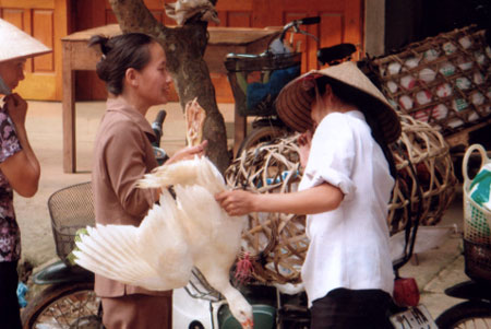 Người dân không nên buôn, bán và mua gia cầm, thủy cầm không rõ nguồn gốc.