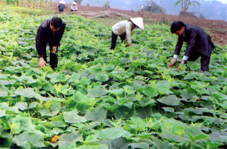 Lãnh đạo xã Hợp Minh kiểm tra mô hình trồng bí đỏ an toàn của gia đình bà Nguyễn Thị Cúc ở thôn 8.