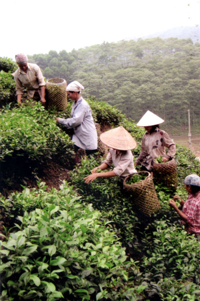 Những phụ nữ “ba đảm đang” trên đồi chè xuân.
(Ảnh: Hà Linh)