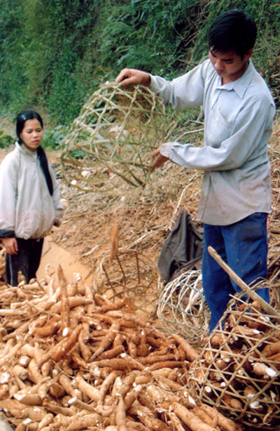 Nông dân xã Động Quan (Lục Yên) thu hoạch sắn để bán ra thị trường.
Ảnh: Đức Hồng
