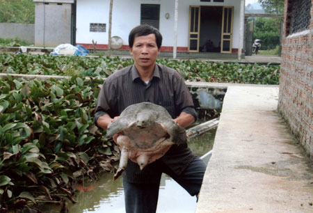 Mô hình nuôi ba ba gai sinh sản của gia đình ông Nguyễn Văn Cương ở Ba khe - Cát Thịnh (Văn Chấn).
(Ảnh: Trắng Văn Tươi)