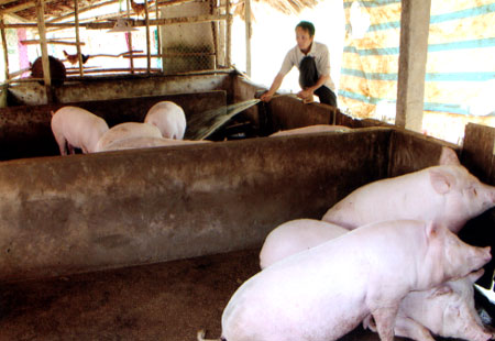 Đàn lợn 10 con của gia đình anh Trần Danh Thu đã đến tuổi xuất chuồng nhưng chưa bán được do giá lợn hơi xuống quá thấp.
