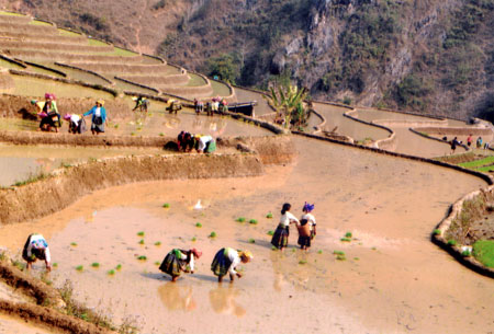 Đồng bào Mông huyện Trạm Tấu cấy lúa chiêm xuân.