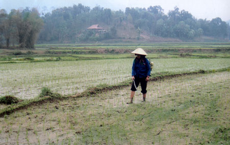 Nông dân xã Khánh Thiện phun thuốc trừ sâu bệnh cho lúa.