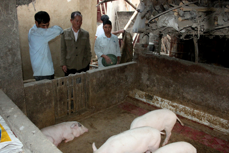 Người dân An Sơn đau lòng khi nhìn đàn lợn chết dần vì dịch tai xanh.