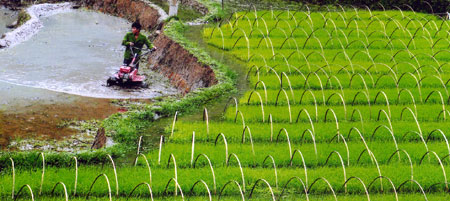 Nông dân Púng Luông (Mù Cang Chải lảm đất gieo cấy vụ xuân.