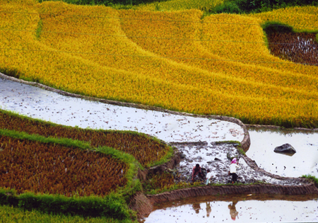 Trạm Tấu vào vụ mới.
(Ảnh: Thanh Miền)