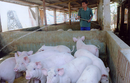 Từ chăn nuôi lợn, gia cầm và dịch vụ máy xay xát mang về cho gia đình hội viên Nguyễn Văn Chỉnh trên 270 triệu đồng/năm.