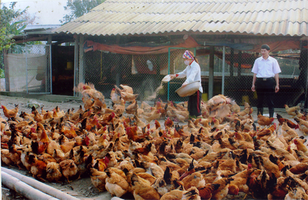 Mô hình nuôi gà ở Mai Sơn mang lại hiệu quả kinh tế cao.