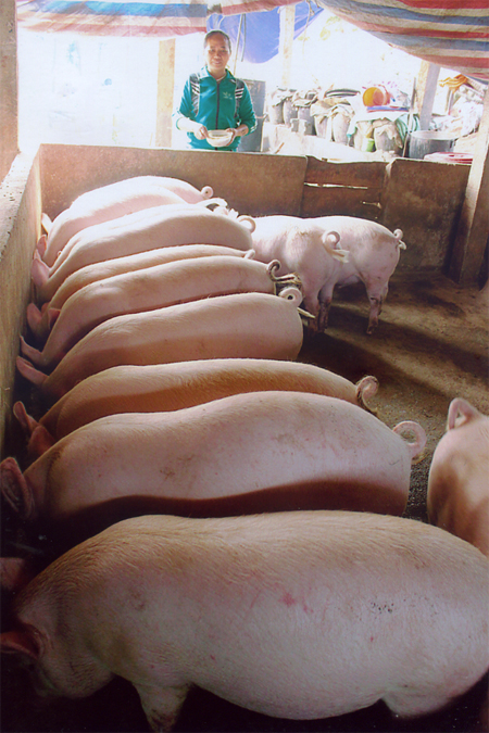 Ngay sau tết, gia đình bà Hà Thị Thùy Dương thực hiện dự án nuôi 50 con lợn thịt.