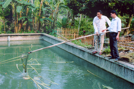 Ông Tống Văn Anh vệ sinh ao nuôi ba ba.