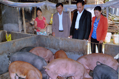 Mô hình chăn nuôi lợn nái, lợn thịt của hội viên Vũ Thị Hà ở thôn 9, xã Báo Đáp mang lại hiệu quả kinh tế cao.