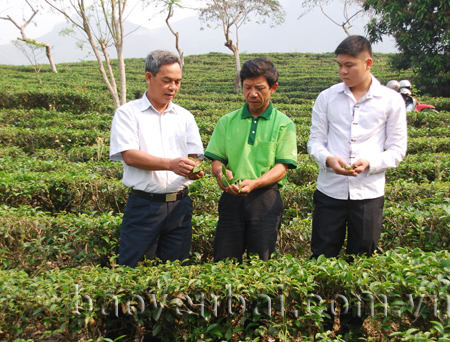 Lãnh đạo Hội Nông dân Văn Chấn thăm mô hình sản xuất chế biến chè xanh chất lượng cao của anh Bùi Thế Cường ở xã Sơn Thịnh.