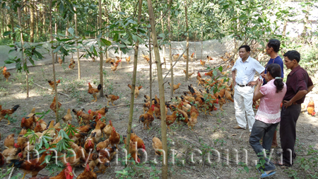 Được vay vốn qua hội nông dân, gia đình ông Trần Văn Vỹ - hội viên Hội Nông dân xã Y Can, huyện Trấn Yên đầu tư nuôi gà.
