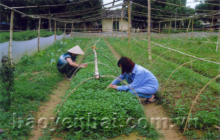 Nông dân xã Tuy Lộc  chăm sóc vườn ớt giống.
