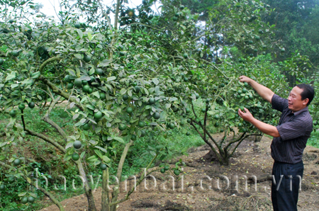 Ông Cầu bên vườn chanh tứ thời.