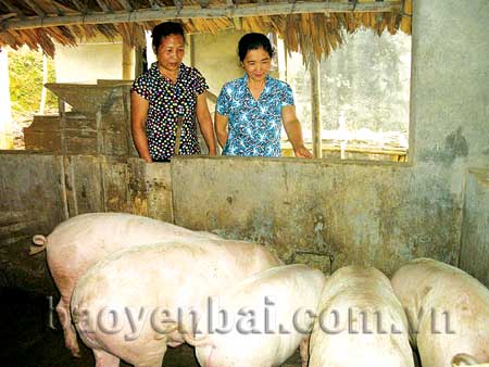 Giá lợn hơi đang ở mức 37.000 - 38.000 đồng/kg.
