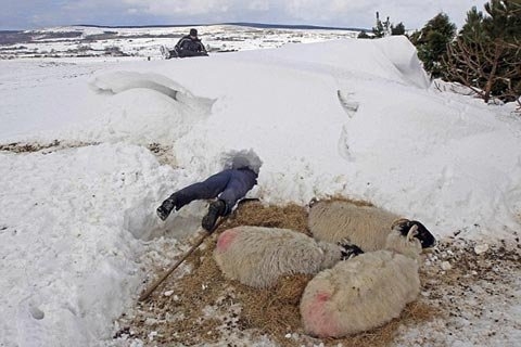 Hàng nghìn con cừu non được cho là bị đói lả hoặc bị vùi lấp dưới lớp tuyết dày đặc ở Bắc Ireland.
