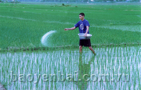 Nông dân xã Thanh Lương (Văn Chấn) chăm sóc lúa xuân.