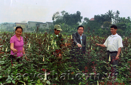 Gia đình chị Nguyễn Thị Thu (thôn 2, thị trấn Cổ Phúc) phát triển mô hình trồng hoa từ chương trình cho vay vốn của NHCSXH huyện Trấn Yên.