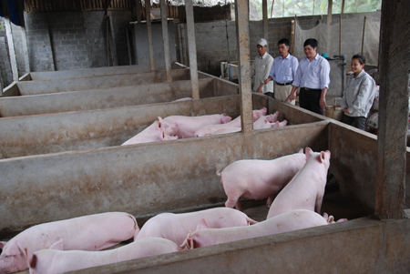 Mô hình chăn nuôi lợn của hội viên nông dân xã Vĩnh Kiên.
