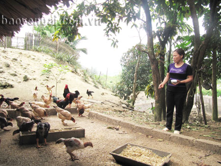 Mô hình chăn nuôi gà của gia đình chị Trịnh Thị Phượng ngày một phát triển nhờ nguồn Quỹ tiết kiệm Vì nữ công nhân lao động nghèo.
(Ảnh: Thanh Xuân)
