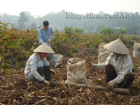 Năm 2013, giá thu mua đao riềng xuống thấp, nhiều hộ dân chuyển sang trồng loại cây khác.