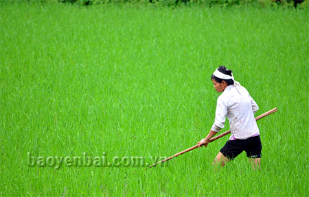 Nông dân Văn Yên làm cỏ cho lúa xuân.