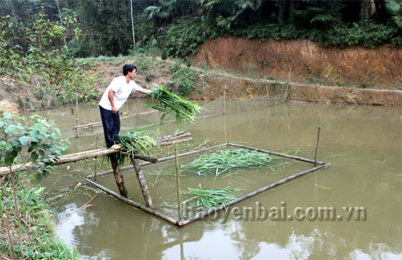 Với diện tích ao 0,5ha, mỗi năm gia đình anh Vũ Mạnh Cường ở thôn Hồng Thái thu nhập 40 - 50 triệu đồng từ nuôi cá.