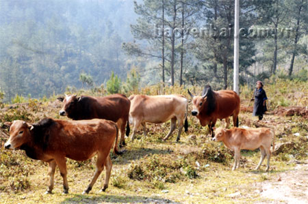 Chăn nuôi bò sinh sản ở xã Púng Luông (Mù Cang Chải).(Ảnh: H.N)