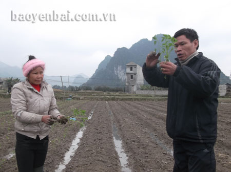 Cán bộ khuyến nông hướng dẫn nông dân kỹ thuật trồng ớt.