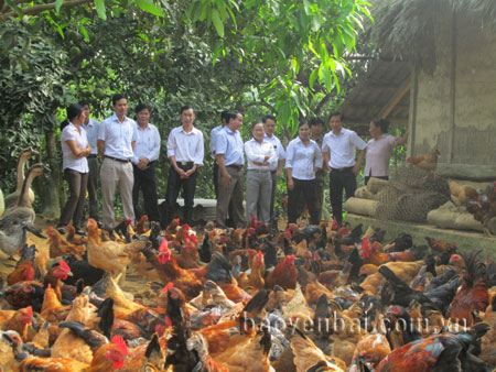 Đồng chí Dương Văn Tiến (thứ 3, trái sang) - Bí thư Huyện ủy Yên Bình thăm mô hình nuôi 800 con gà thịt của ông Tạ Minh Tân ở thôn Minh Thân, xa Đại Minh.
