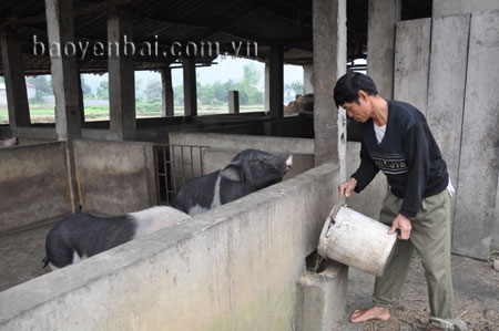 Nhiều hộ cận nghèo ở huyện Văn Chấn đã được vay vốn phát triển kinh tế, tăng thu nhập.
